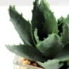 desert plant in glass pot GS-3030019A