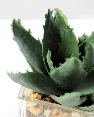 desert plant in glass pot GS-3030019A