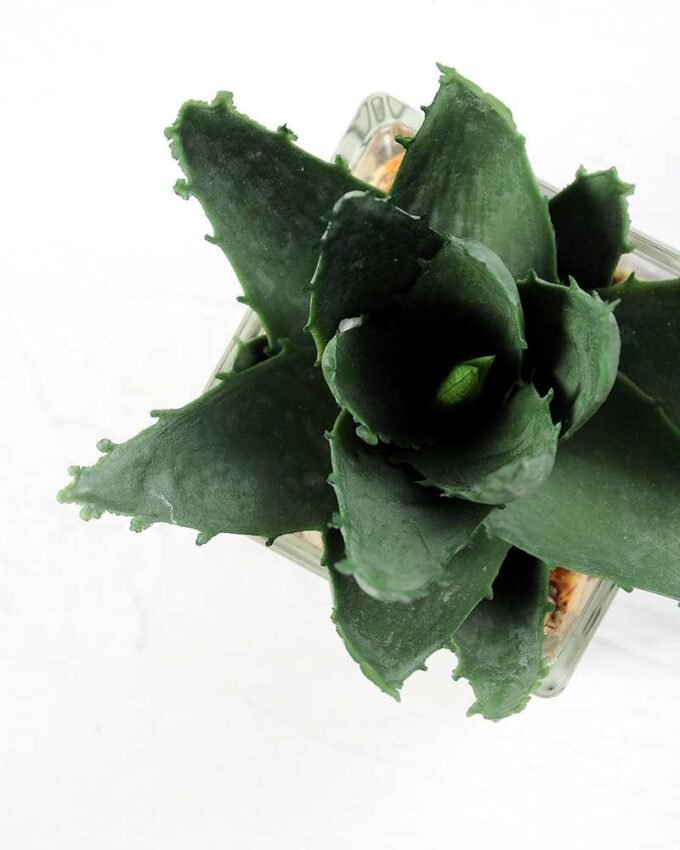 desert plant in glass pot GS-3030019A