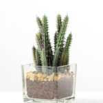 desert plant in glass pot GS-3030021A
