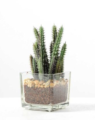 desert plant in glass pot GS-3030021A