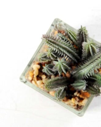 desert plant in glass pot GS-3030021A