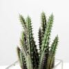 desert plant in glass pot GS-3030021A