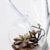 desert plant in glass pot GS-3030023