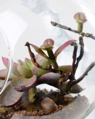 desert plant in glass pot GS-3030023 Succulent YeahFlower is one of Chinese leading OEM manufacturers and exporters , supplying the silk flowers, wholesale artificial trees desert plant in glass pot GS-3030023