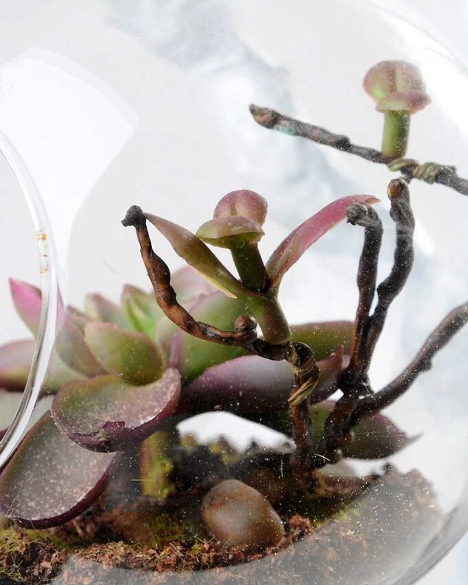 desert plant in glass pot GS-3030023