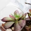 desert plant in glass pot GS-3030023