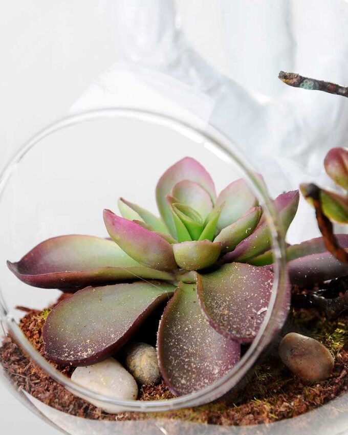 desert plant in glass pot GS-3030023