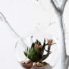 desert plant in glass pot GS-3030024