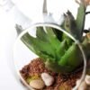 desert plant in glass pot GS-3030024