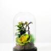 desert plant in glass pot GS-3030025