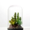 desert plant in glass pot GS-3030026