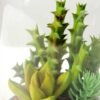 desert plant in glass pot GS-3030026