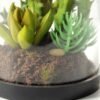 desert plant in glass pot GS-3030026