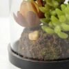 desert plant in glass pot GS-3030027