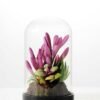 desert plant in glass pot H:17CM W: 9.5CM GS-3030028