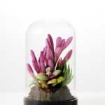 desert plant in glass pot H:17CM W: 9.5CM GS-3030028