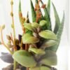 desert plant in glass pot  H:17CM GS-3030029