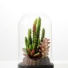 desert plant in glass pot  H:17CM GS-3030030