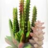 desert plant in glass pot  H:17CM GS-3030030