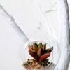 Dia.:9cm H:9cm Succulent in glass pot  GS-3030036