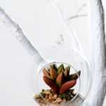 Dia.:9cm H:9cm Succulent in glass pot  GS-3030036