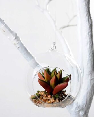Dia.:9cm H:9cm Succulent in glass pot  GS-3030036