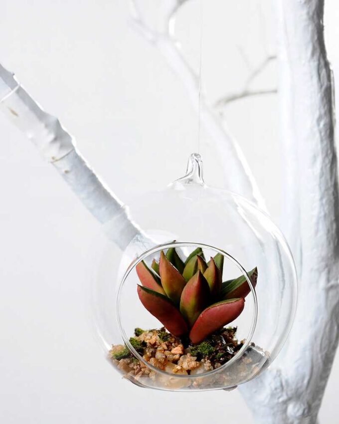 Dia.:9cm H:9cm Succulent in glass pot  GS-3030036