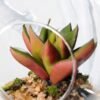 Dia.:9cm H:9cm Succulent in glass pot  GS-3030036