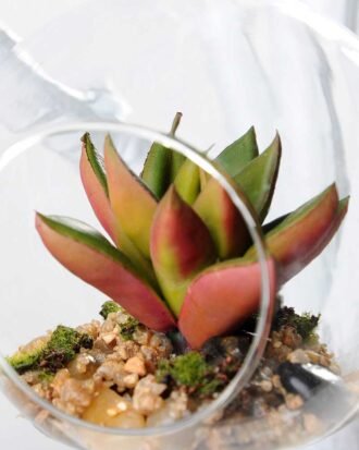 Dia.:9cm H:9cm Succulent in glass pot  GS-3030036