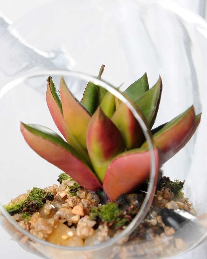 Dia.:9cm H:9cm Succulent in glass pot  GS-3030036