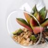 Dia.:9cm H:9cm Succulent in glass pot  GS-3030036