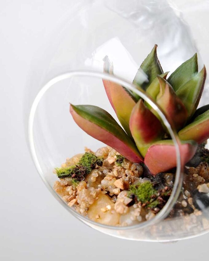 Dia.:9cm H:9cm Succulent in glass pot  GS-3030036