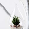 W:8cm H:12cm desert plant in glass pot (without string) GS-3030043