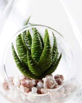 W:8cm H:12cm desert plant in glass pot (without string) GS-3030043 Succulent YeahFlower is one of Chinese leading OEM manufacturers and exporters , supplying the silk flowers, wholesale artificial trees W:8cm H:12cm desert plant in glass pot (without string) GS-3030043