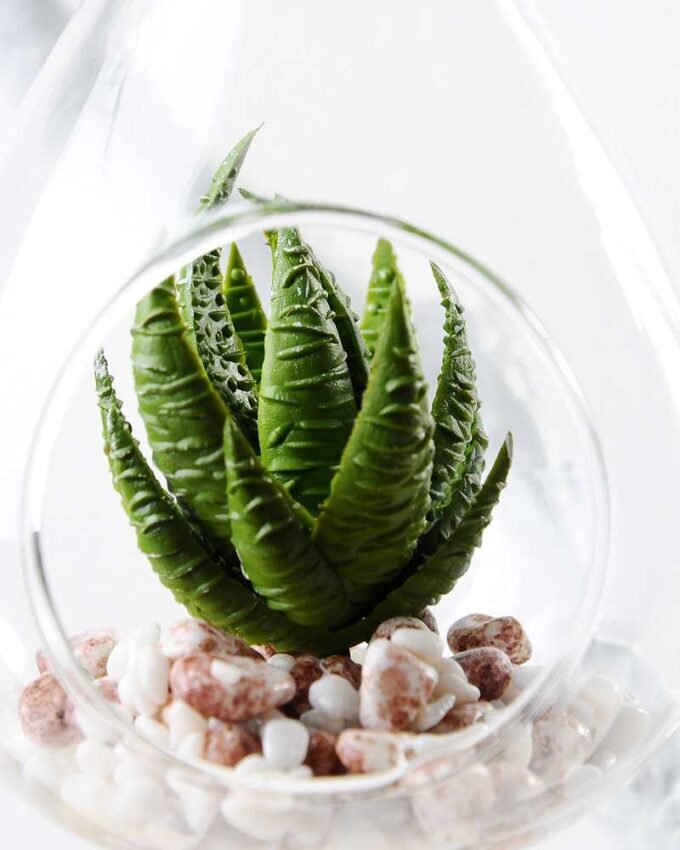 W:8cm H:12cm desert plant in glass pot (without string) GS-3030043