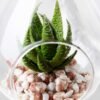 W:8cm H:12cm desert plant in glass pot (without string) GS-3030043