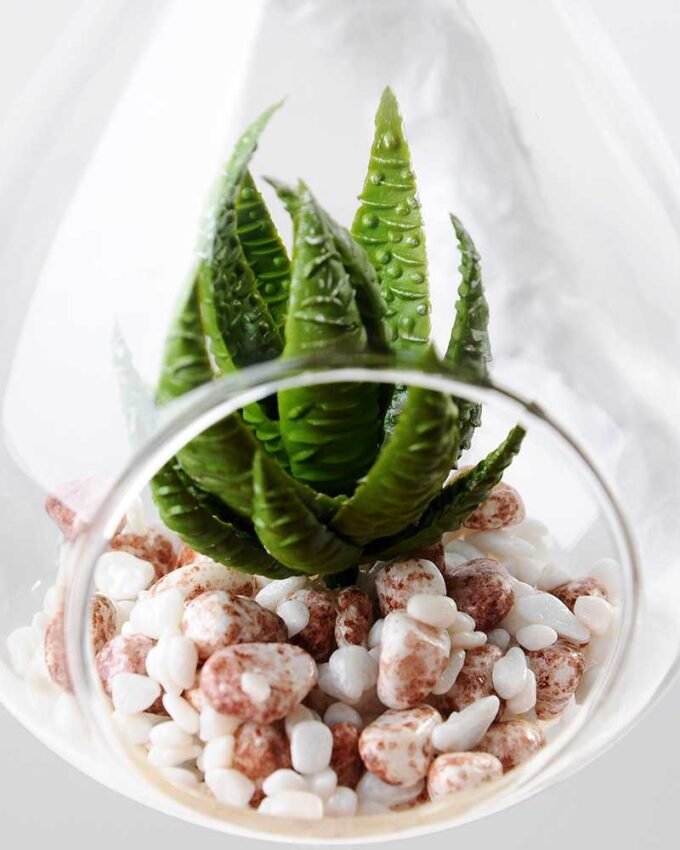 W:8cm H:12cm desert plant in glass pot (without string) GS-3030043