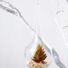 Dia.:8cm H:19cm Succulent in glass pot   GS-3030047