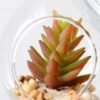 Dia.:8cm H:19cm Succulent in glass pot   GS-3030047