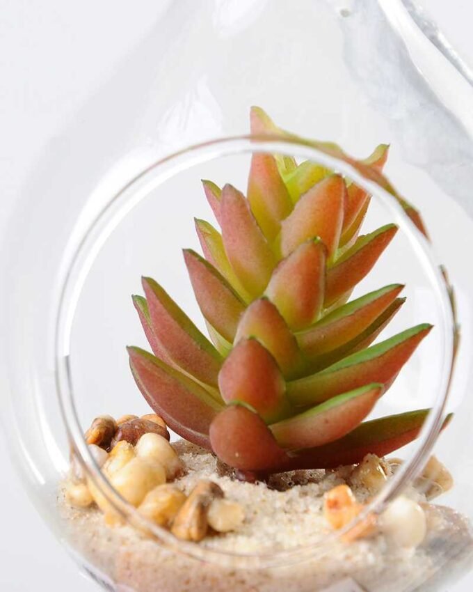 Dia.:8cm H:19cm Succulent in glass pot   GS-3030047