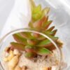 Dia.:8cm H:19cm Succulent in glass pot   GS-3030047