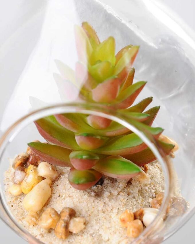 Dia.:8cm H:19cm Succulent in glass pot   GS-3030047