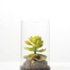 desert plant in glass pot GS-3030048 1 desert plant in glass pot GS-3030048
