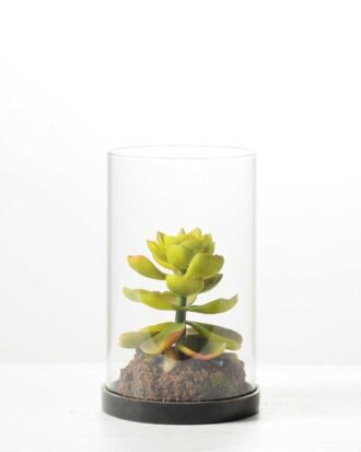desert plant in glass pot GS-3030048