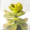 desert plant in glass pot GS-3030048 2 desert plant in glass pot GS-3030048