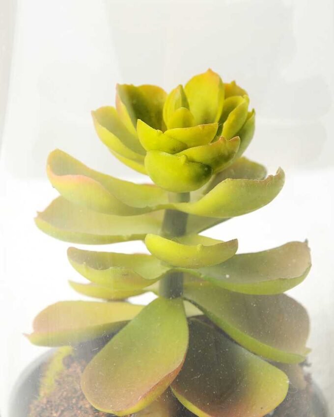 desert plant in glass pot GS-3030048 2 desert plant in glass pot GS-3030048