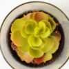 desert plant in glass pot GS-3030048 3 desert plant in glass pot GS-3030048