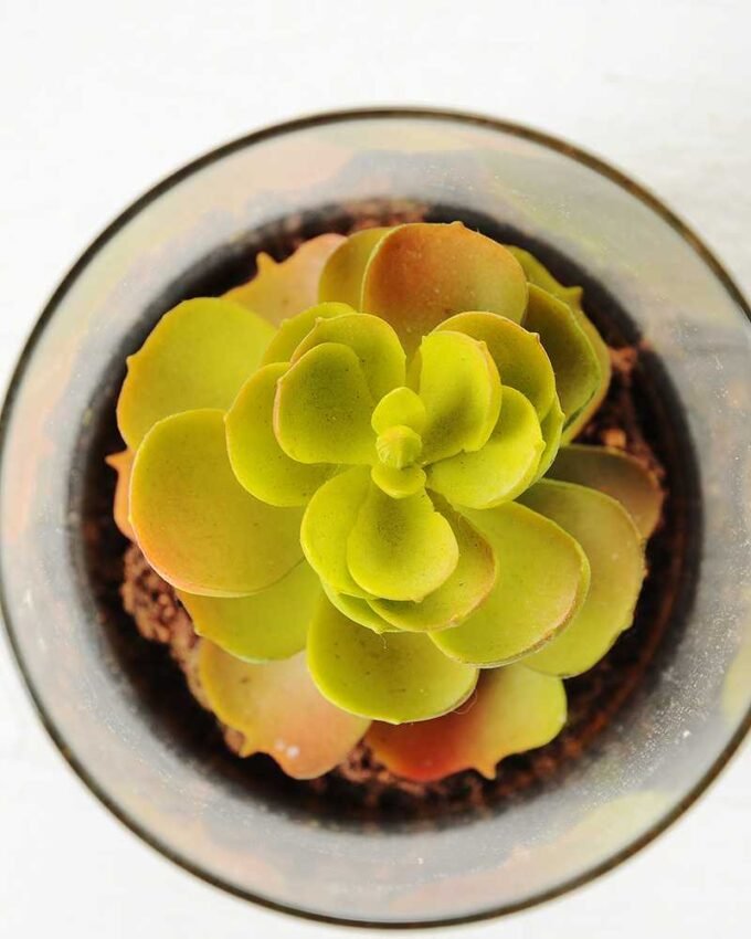 desert plant in glass pot GS-3030048 3 desert plant in glass pot GS-3030048