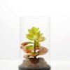 desert plant in glass pot GS-3030049